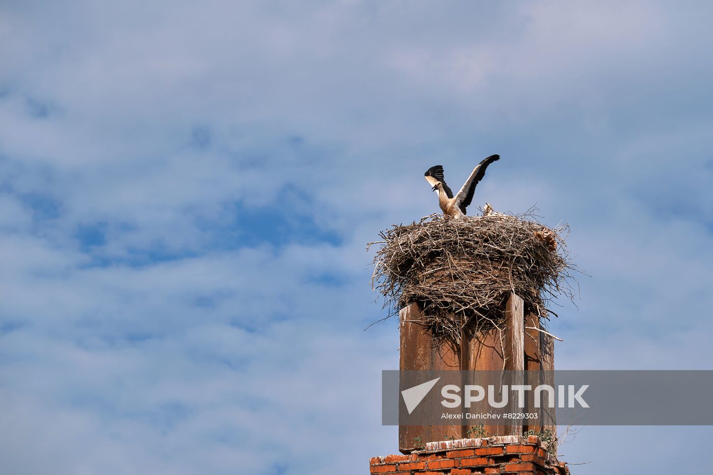 Russia Wild Life