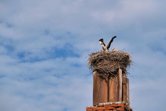 Russia Wild Life