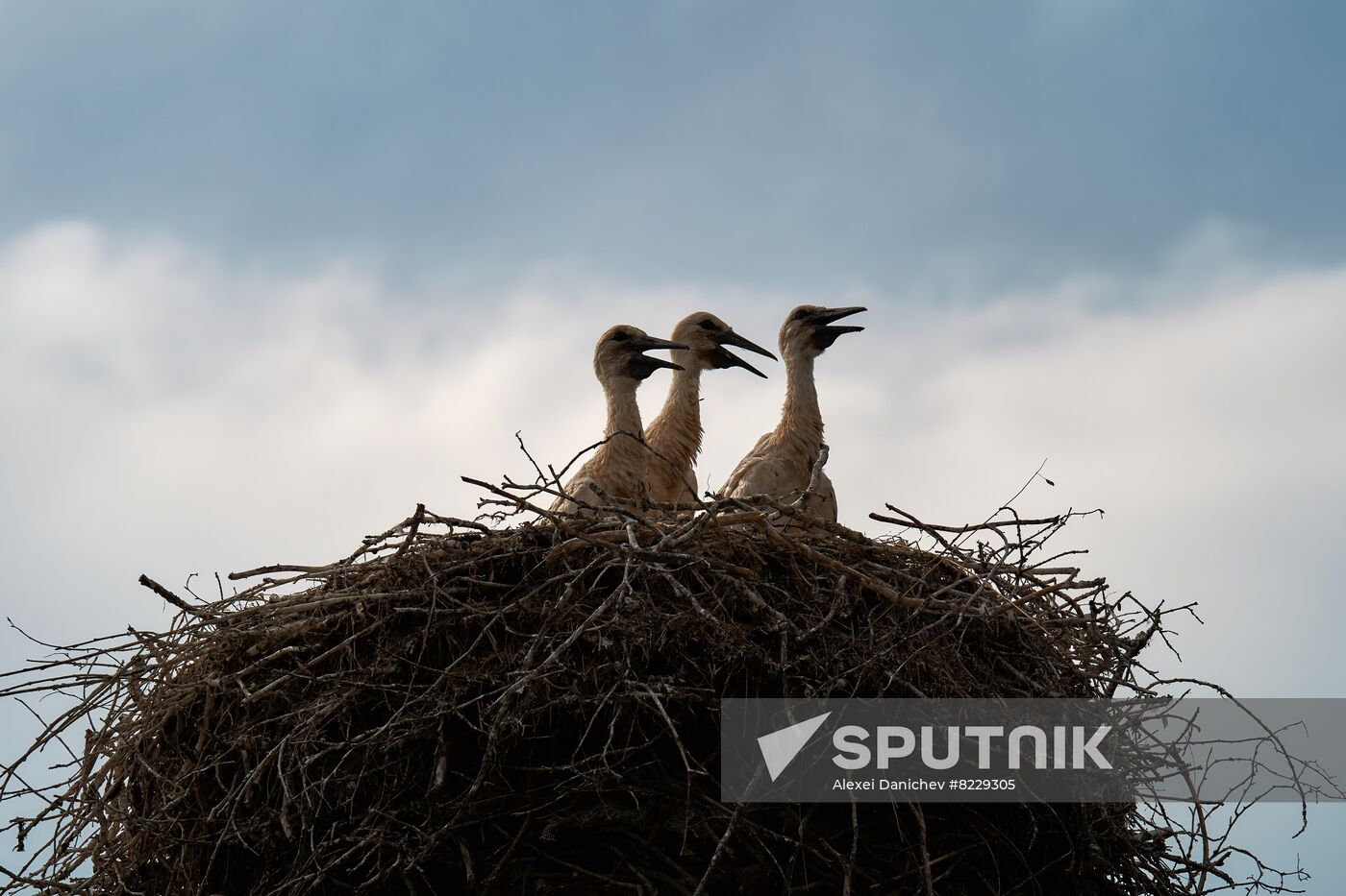 Russia Wild Life