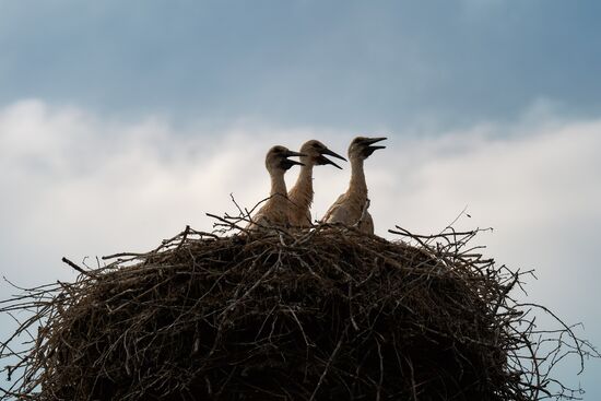 Russia Wild Life