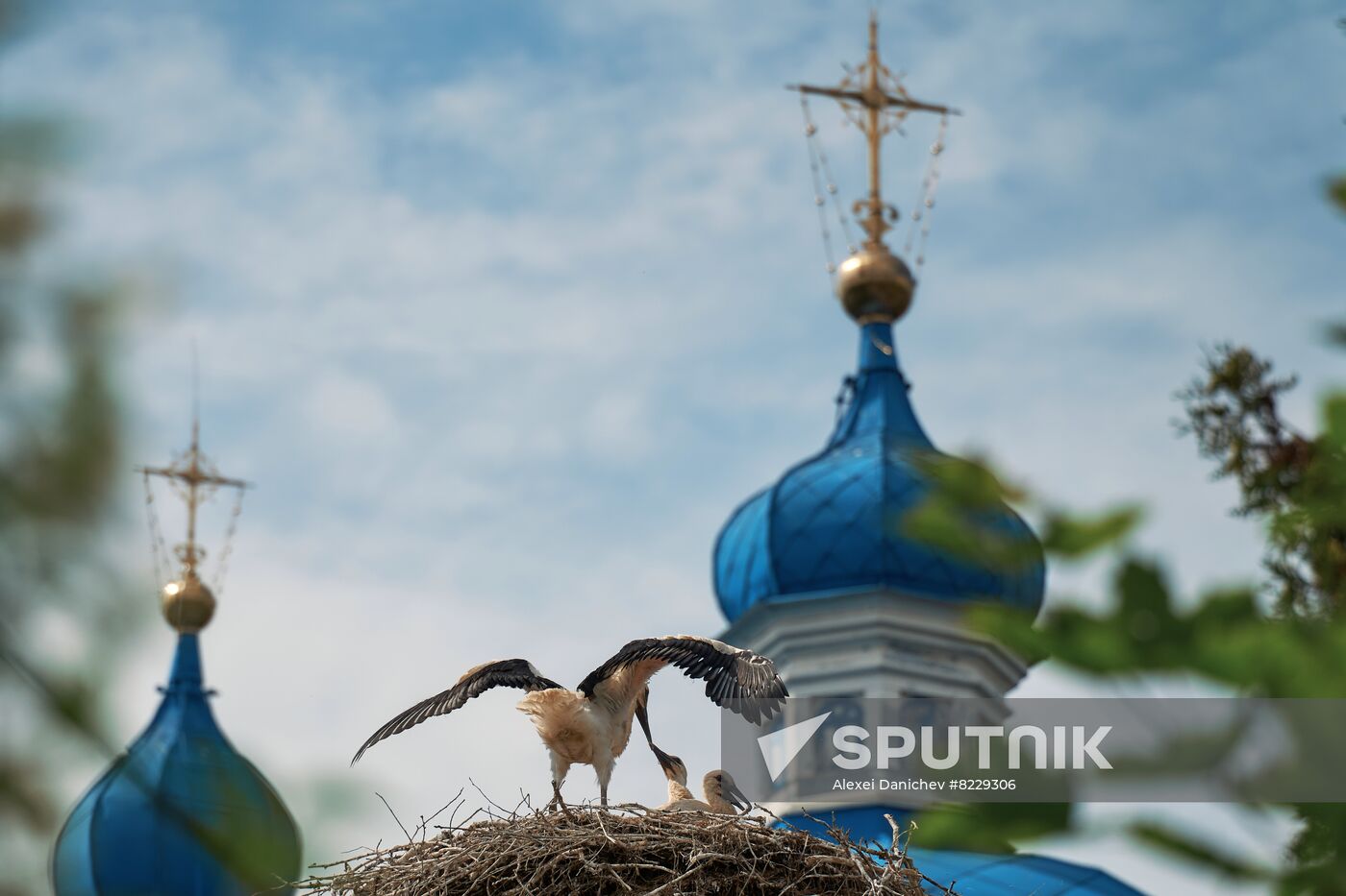 Russia Wild Life