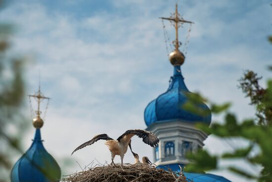 Russia Wild Life