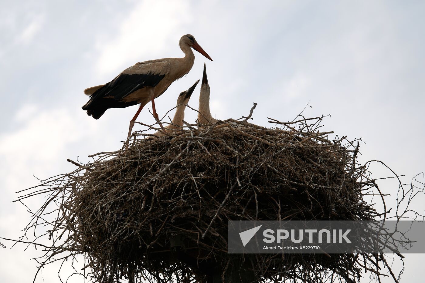 Russia Wild Life