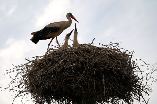 Russia Wild Life