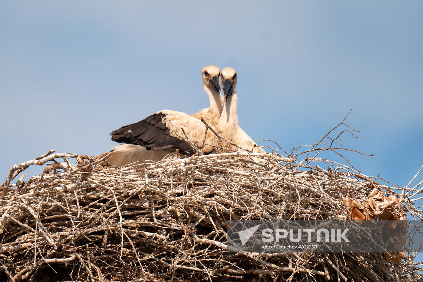 Russia Wild Life