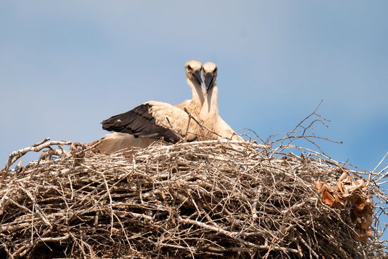 Russia Wild Life