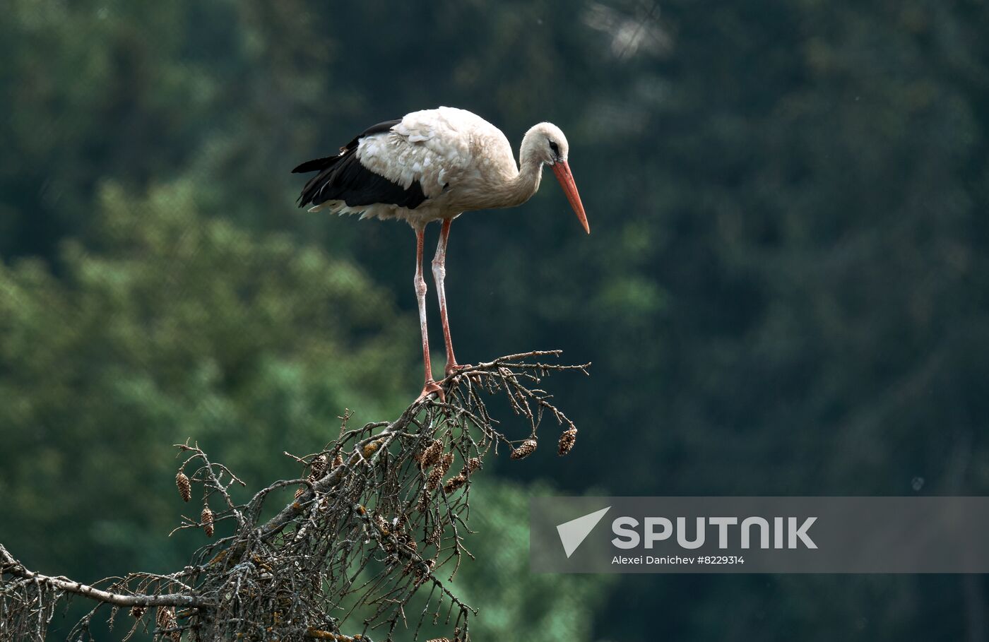 Russia Wild Life