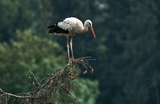 Russia Wild Life