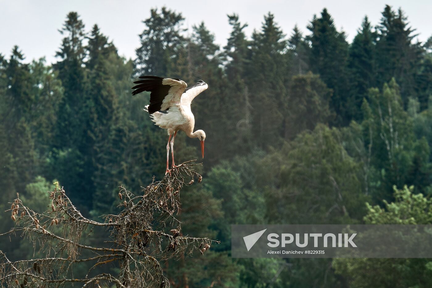 Russia Wild Life