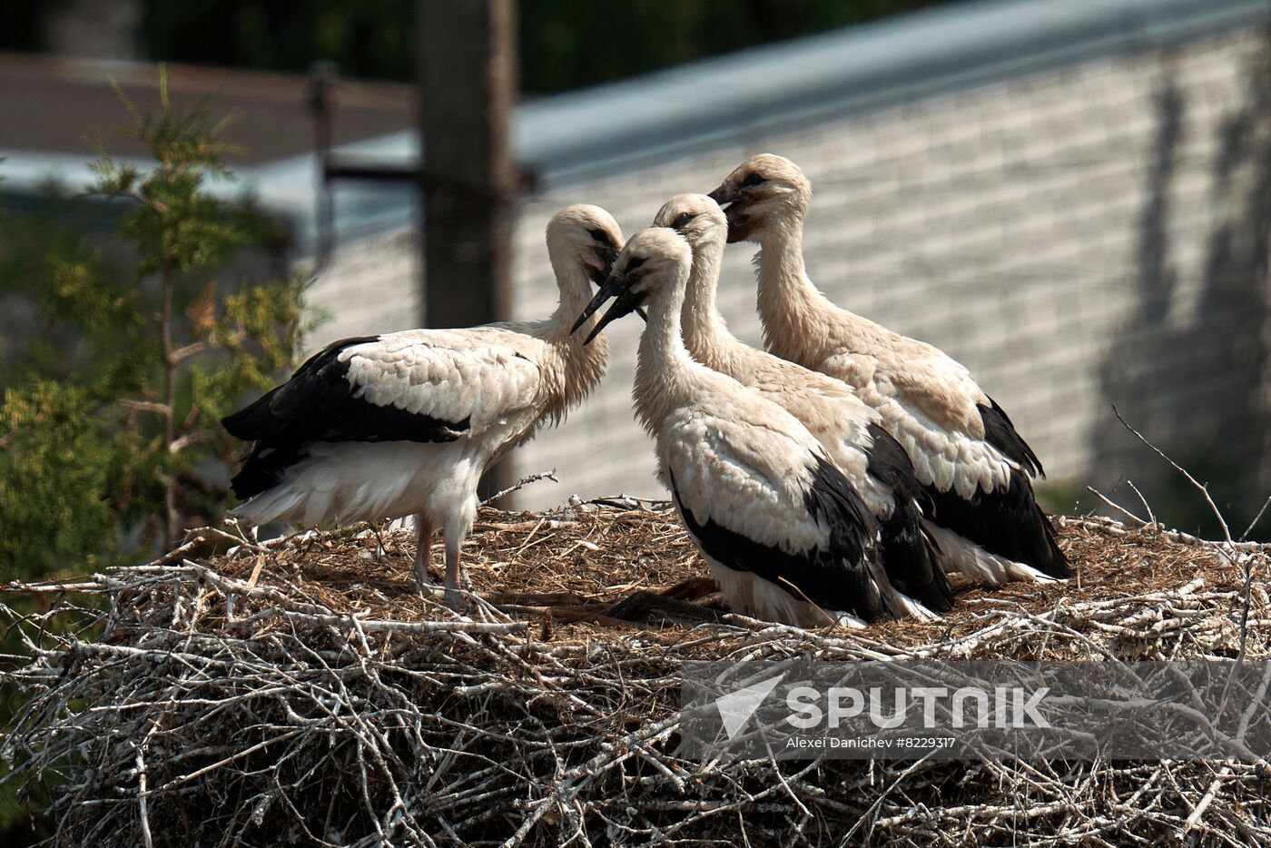 Russia Wild Life
