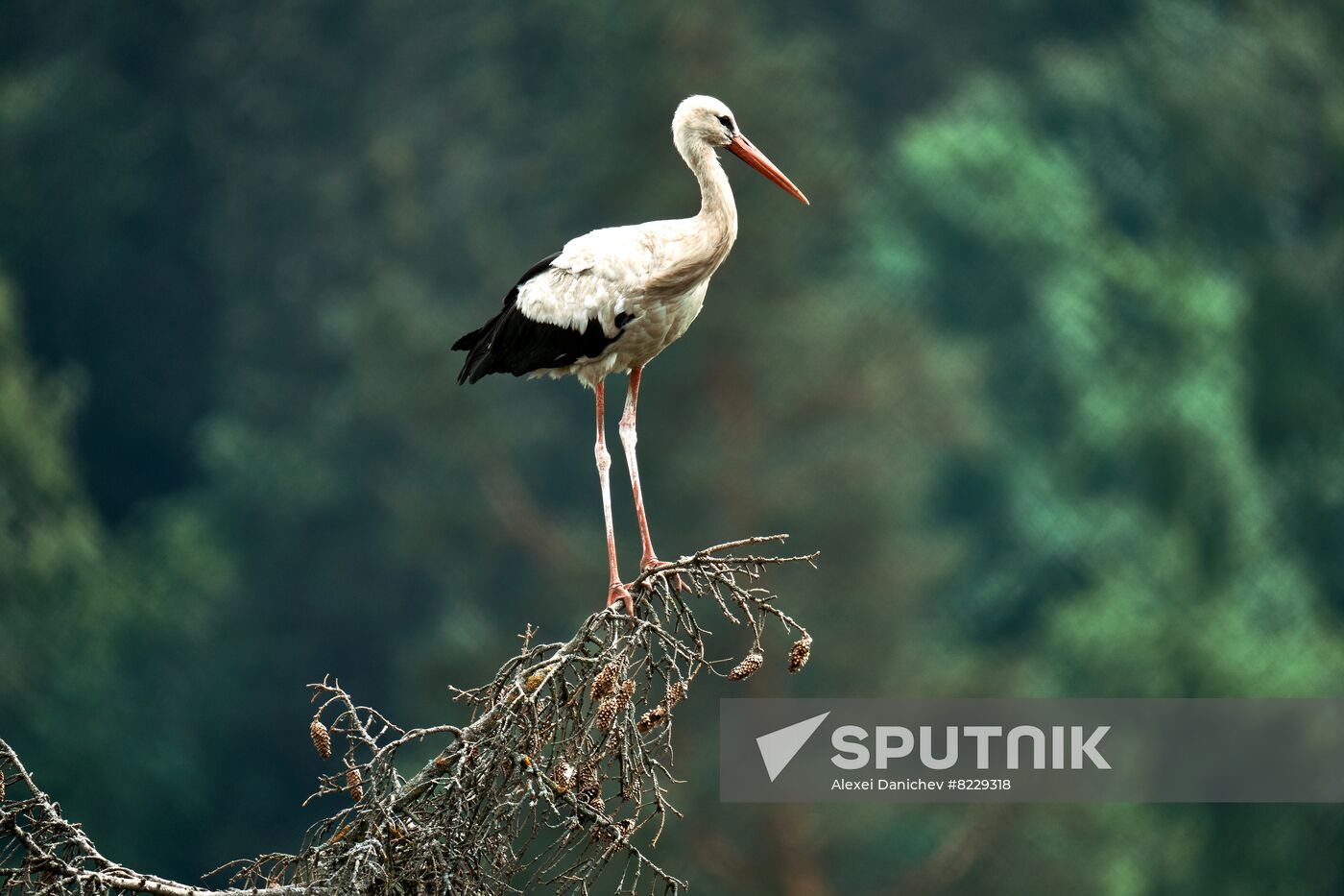 Russia Wild Life