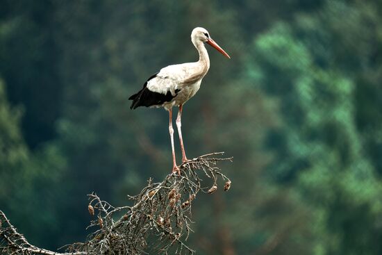 Russia Wild Life