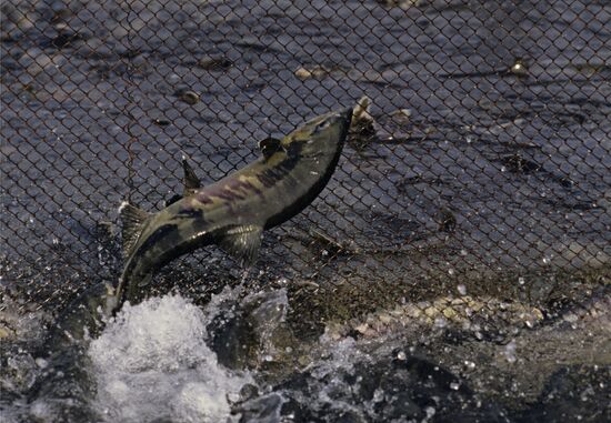 Spawning of chum salmon