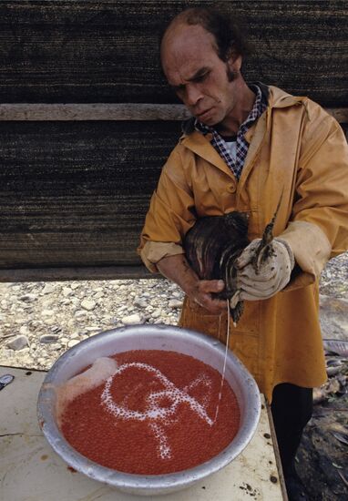 Fish farming in Magadan Region