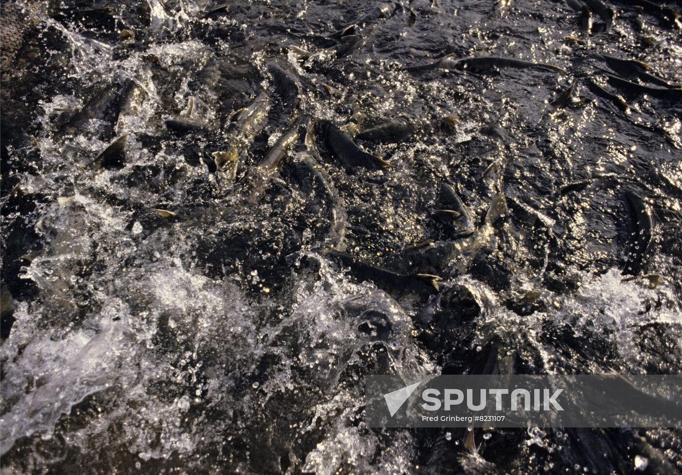 Spawning of chum salmon