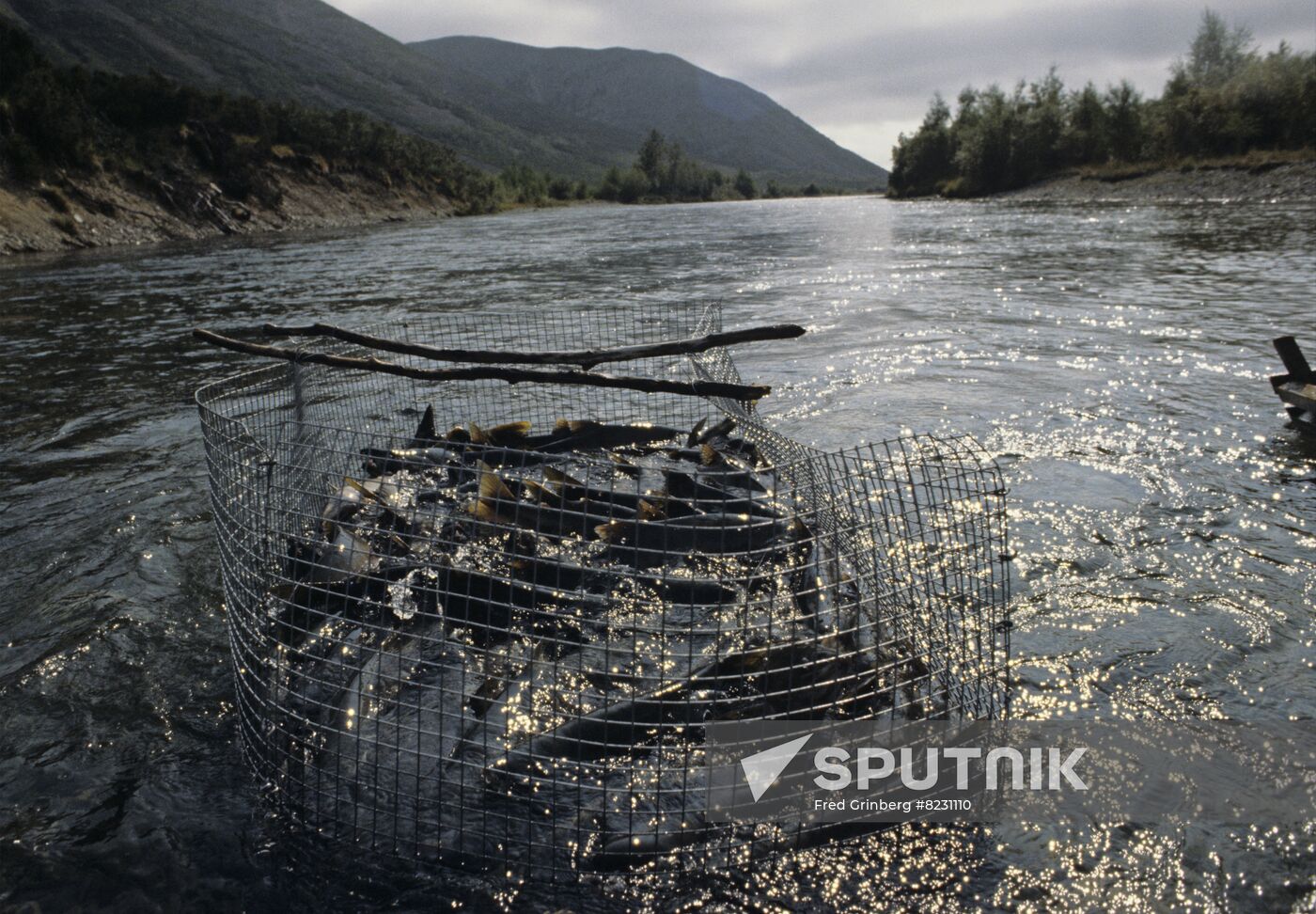 Fish farming in Magadan Region