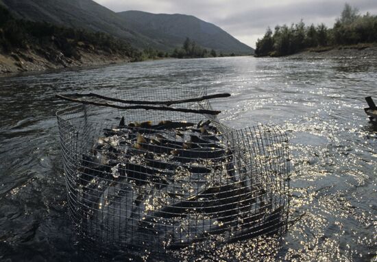 Fish farming in Magadan Region