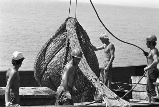 Commercial fishing in Primorye Territory