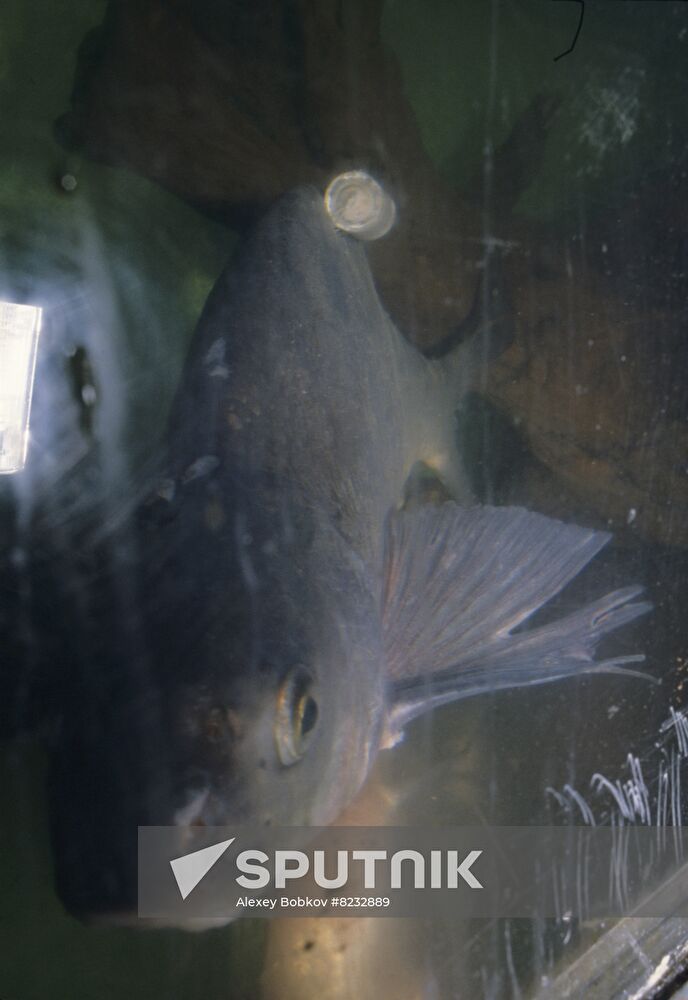 Papanin Biology of Inland Waters Institute