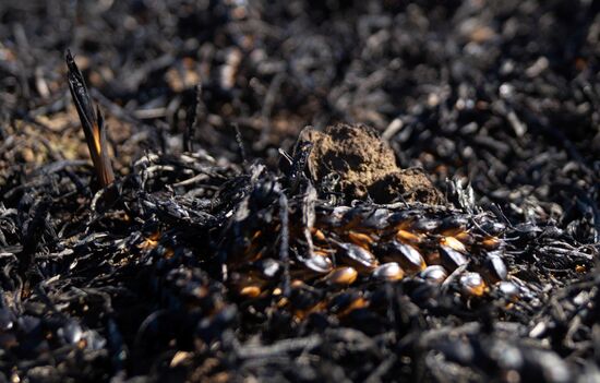 Ukraine Agriculture Wheat Harvesting