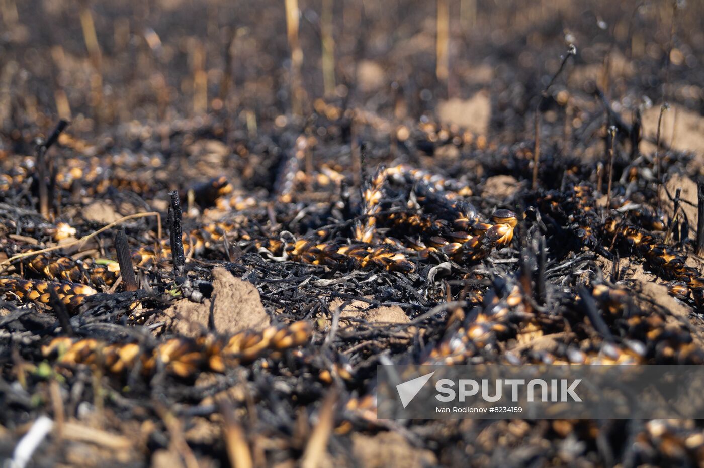 Ukraine Agriculture Wheat Harvesting