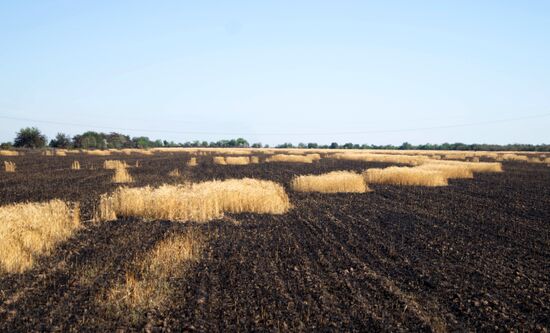 Ukraine Agriculture Wheat Harvesting