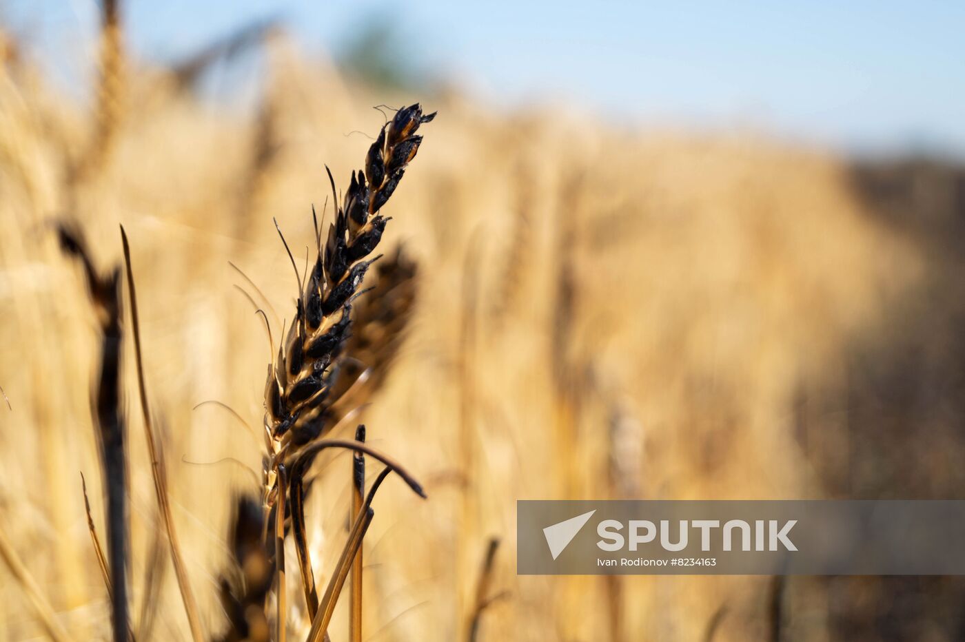 Ukraine Agriculture Wheat Harvesting