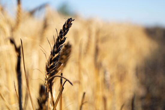 Ukraine Agriculture Wheat Harvesting