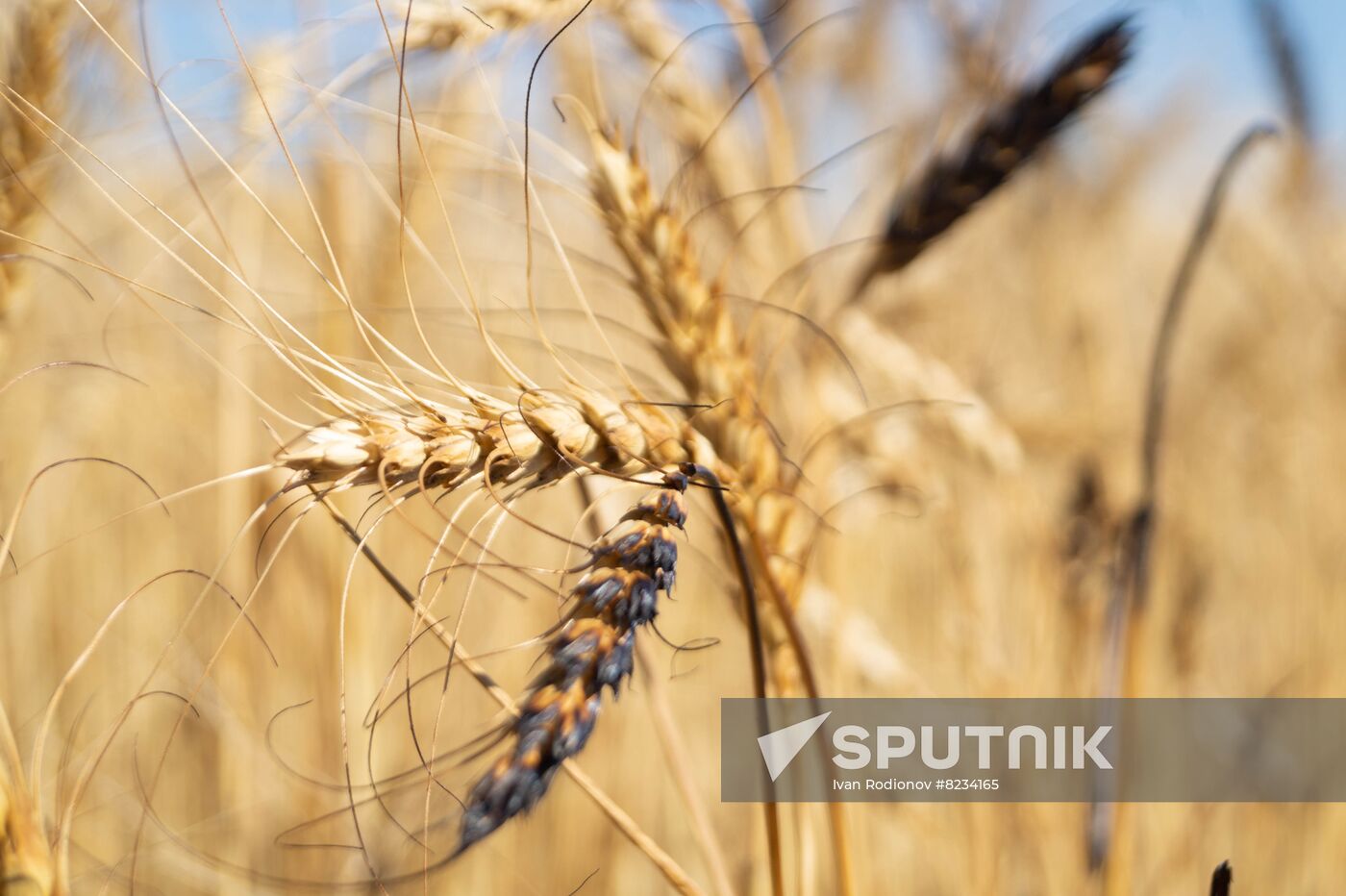 Ukraine Agriculture Wheat Harvesting