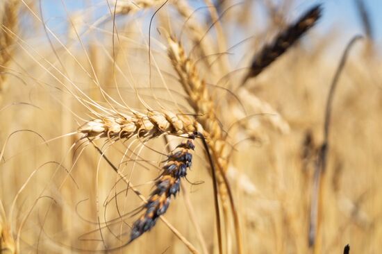 Ukraine Agriculture Wheat Harvesting