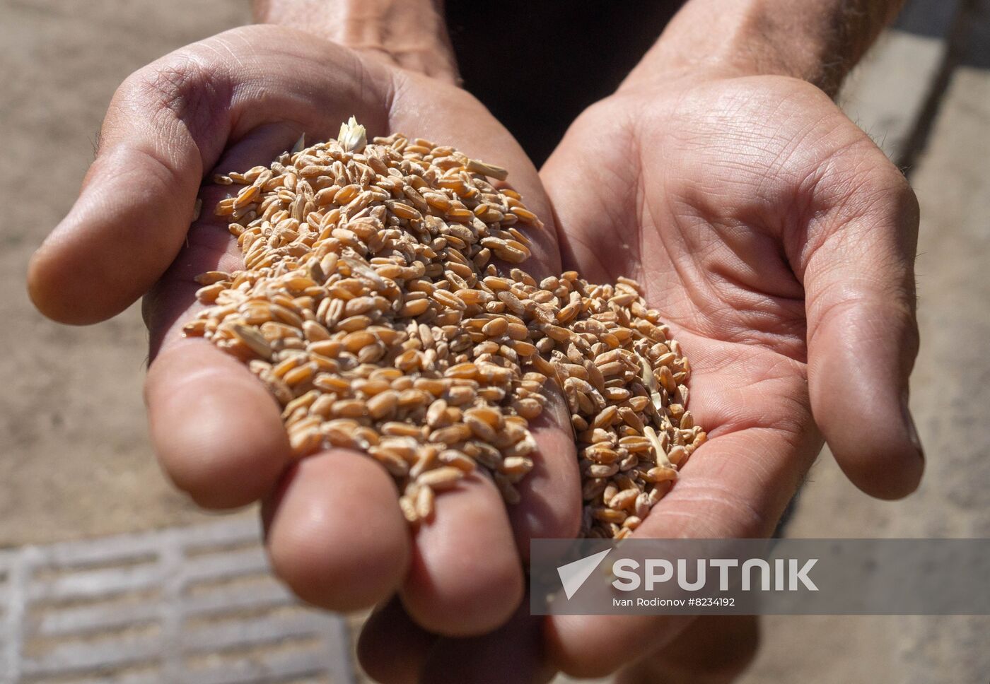 Ukraine Agriculture Wheat Harvesting