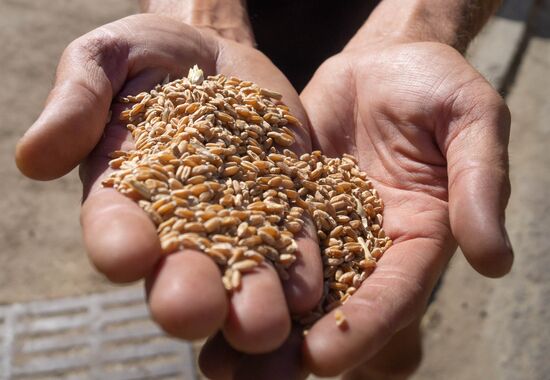 Ukraine Agriculture Wheat Harvesting