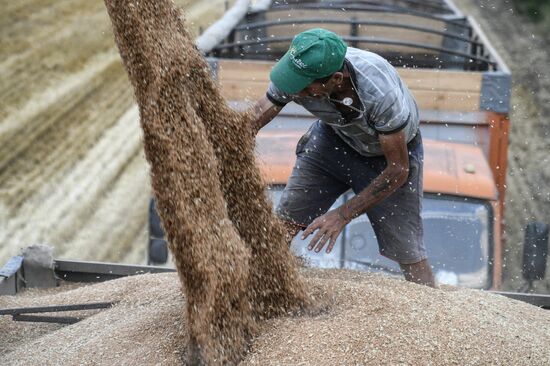 Russia Crimea Agriculture Wheat Harvesting