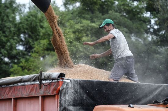 Russia Crimea Agriculture Wheat Harvesting