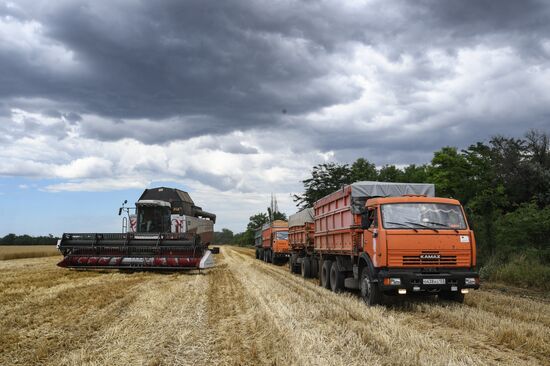Russia Crimea Agriculture Wheat Harvesting