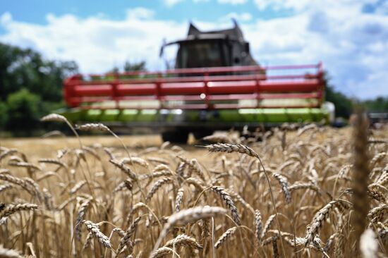 Russia Crimea Agriculture Wheat Harvesting