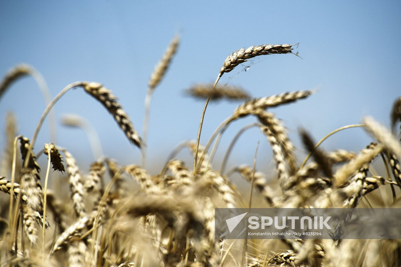 Russia Crimea Agriculture Wheat Harvesting