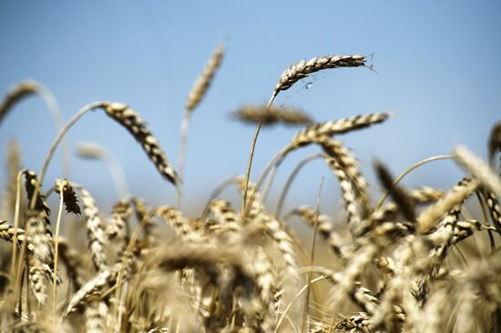 Russia Crimea Agriculture Wheat Harvesting