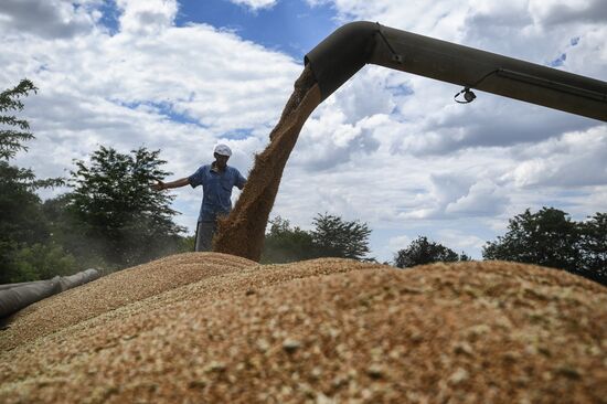 Russia Crimea Agriculture Wheat Harvesting