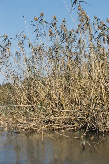 Astrakhan State Nature Biosphere Reserve