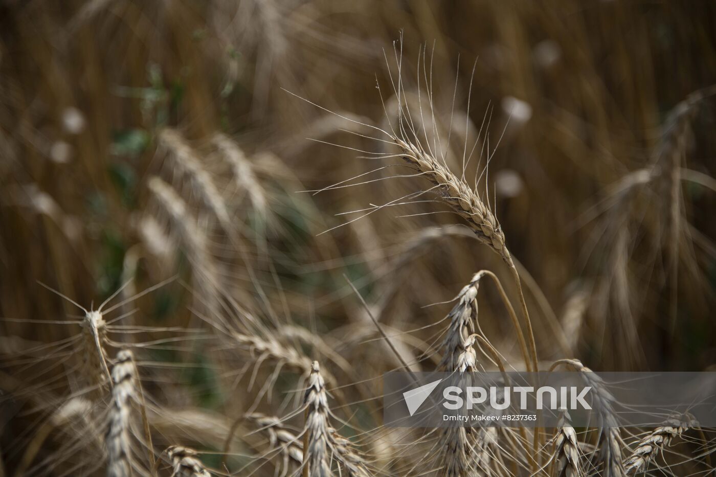 Ukraine Agriculture Wheat Harvesting