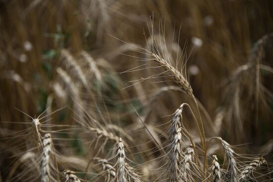 Ukraine Agriculture Wheat Harvesting