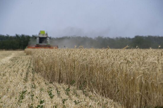 Ukraine Agriculture Wheat Harvesting