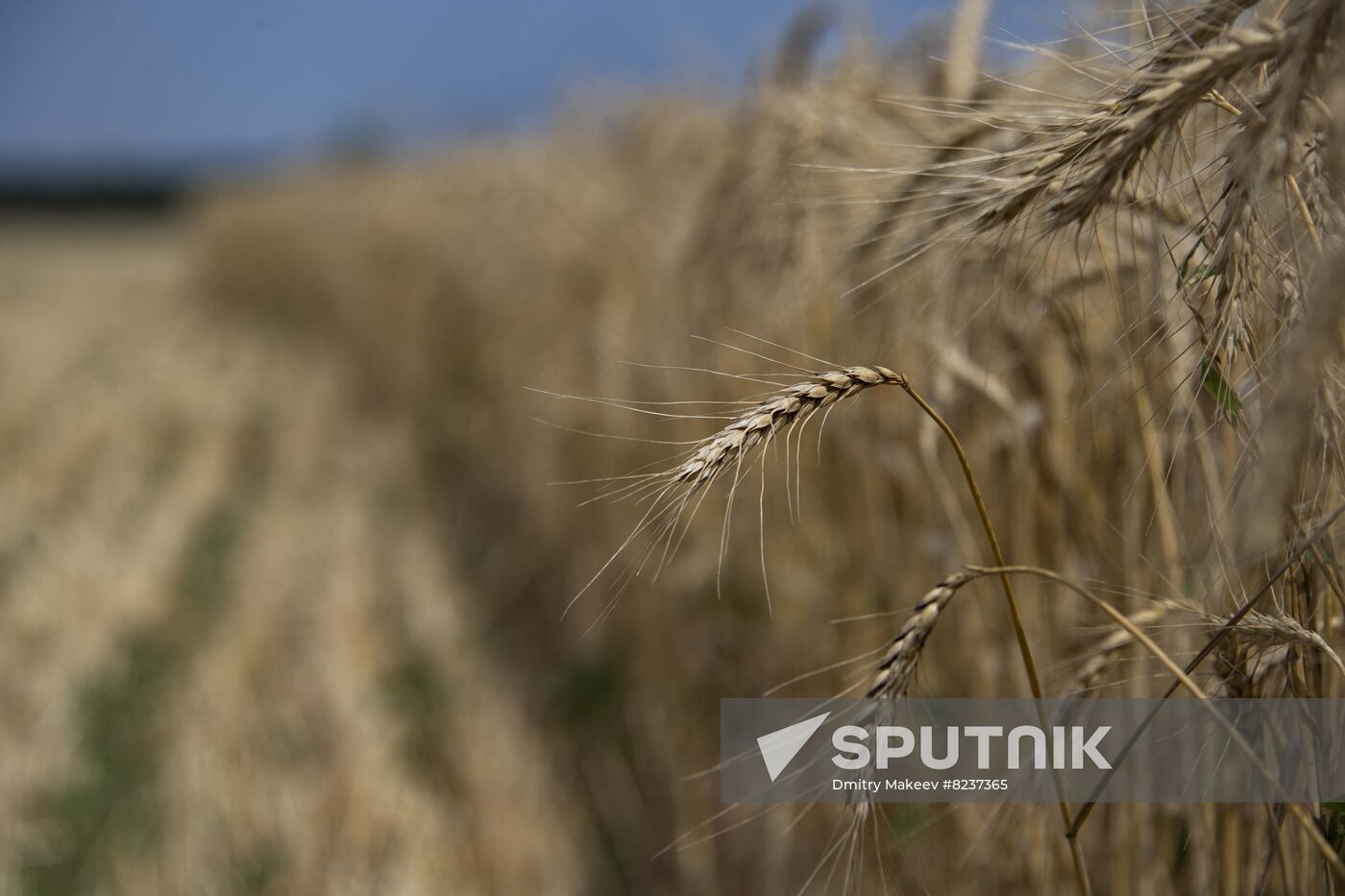 Ukraine Agriculture Wheat Harvesting