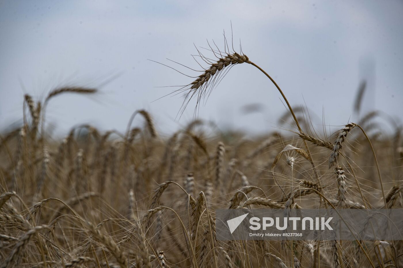 Ukraine Agriculture Wheat Harvesting