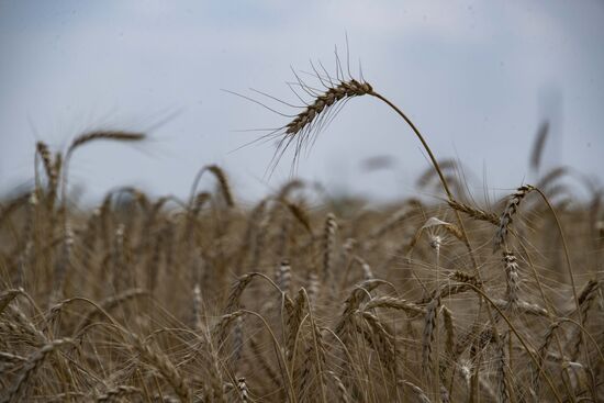 Ukraine Agriculture Wheat Harvesting
