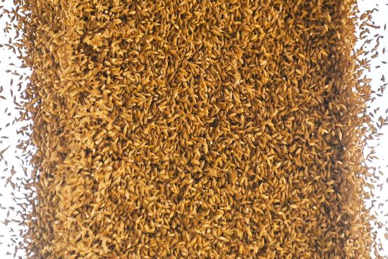 DPR Agriculture Wheat Harvesting