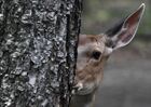 A female sika deer is seen at the Primorsky safari park near the village of Shkotovo, in the Primorsky krai region, Russia. Location: Primorsky krai region. Author: Vitaliy Ankov/Sputnik. Russia Safari Park