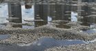 Residential buildings of the Belyye Rosy microdistrict are reflected in the shallow waters of Abakan channel of the Yenisei River in Krasnoyarsk, Russia. Since July 20, the Krasnoyarsk HPP has reduced the flow of water through the dam to 1950-2100 cubic meters per second in order to draw water into the reservoir for winter operation. This decision was made in connection with the extreme low water on the Yenisei - the lowest water level in the entire history of observations since 1936. Location: Krasnoyarsk region, Krasnoyarsk. Author: Ilya Naymushin/Sputnik. Russia Enviroment
