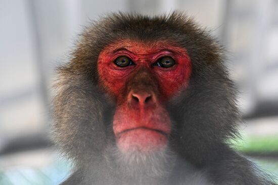 DPR Zoo